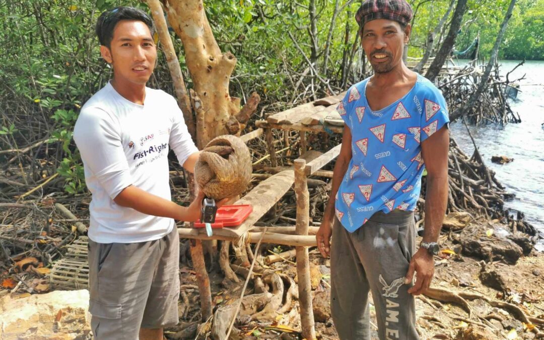 News Alert: Rare Palawan Pangolin Rescued by CFI Staff in Culion, Palawan